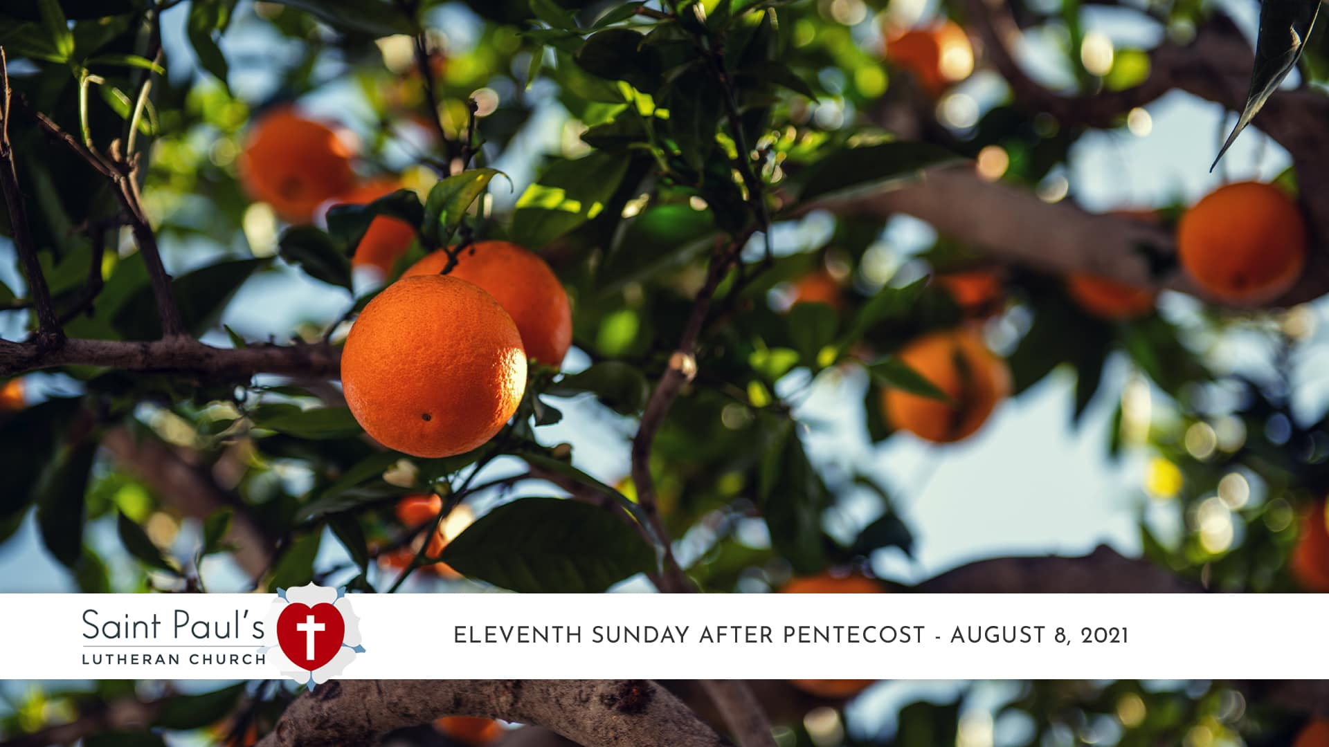 Eleventh Sunday after Pentecost – August 8, 2021
